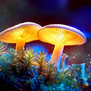 Mushroom (Explicit)