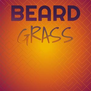 Beard Grass