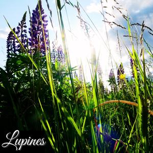Lupines