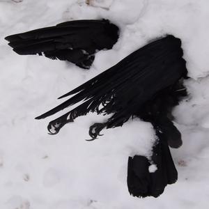 .never more (Explicit)