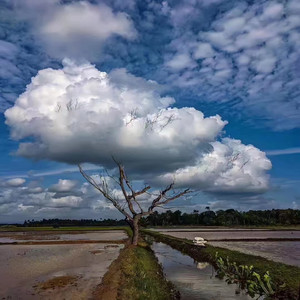 躲在屋檐的猫咪 (古筝)
