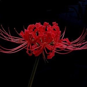 原来爱也会消失 (胖猫再见) (伤感版)