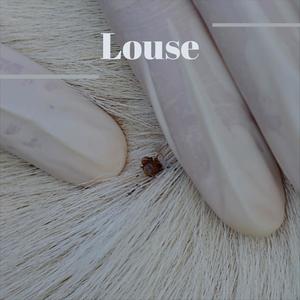 Louse