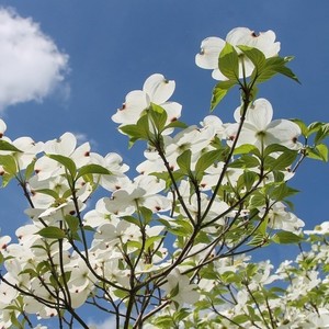 ハナミズキ (feat. 一青窈)