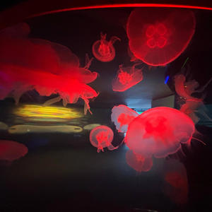 WALKUP (feat. Amiri Moreno) (Explicit)