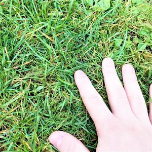 Touched Grass (Explicit)