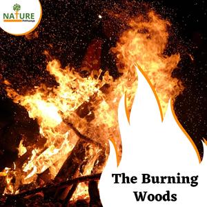 The Burning Woods