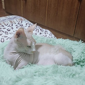 Simple Love （简单爱）- 走丢了猫