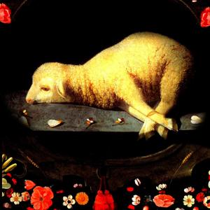 Like a Lamb