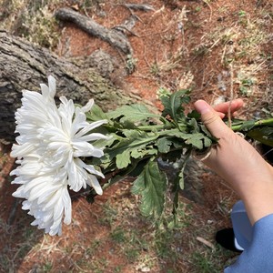 口琴悠悠 (伴奏)