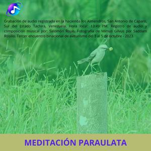 Meditación Paraulata (feat. Mimus Gilvus & Salonini)