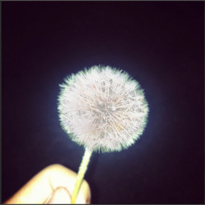 dandelion seeds in the wind