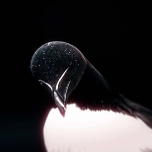 my pain is televised (Explicit)