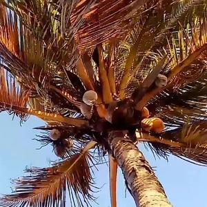 Viva México [La Canción de México] (feat. Jon Jon Foster) (Playa Cancun Remix|Chill Version|Beach Party Version|Tulum Party RAVE VERSION)