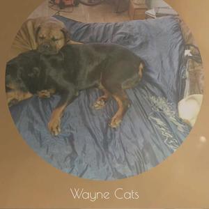 Wayne Cats