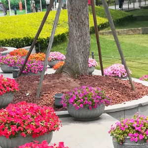 龟爱上了蝶（原版男版伴奏