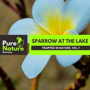 Sparrow at The Lake - Trapped in Nature, Vol.7