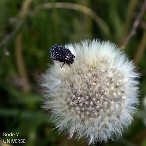 Universe (Original Mix)