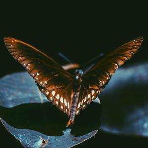 BUTTERFLY (Explicit)