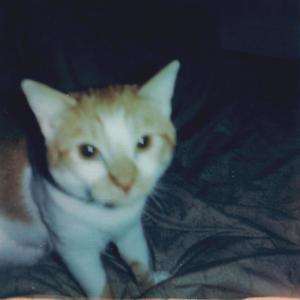 one way route (feat. viscera corps)