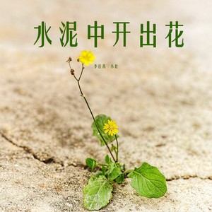 李佳芮 - 水泥中开出花 (伴奏)
