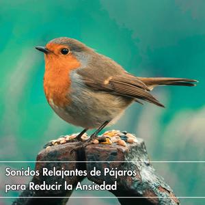 Sonidos Relajantes de pájaros para Reducir la Ansiedad