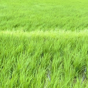 The Smell of the Moon