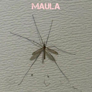 Maula