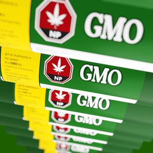 GMO (Explicit)