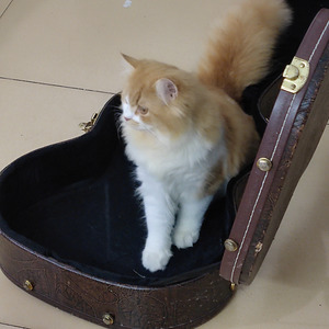 想和你在一起 (Demo)