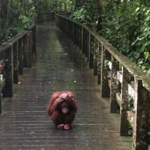 vamos a estar? (feat. Yxng kid, 2klui & Shevo) (Explicit)