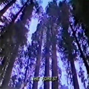 The Forest