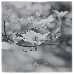 Dogwood