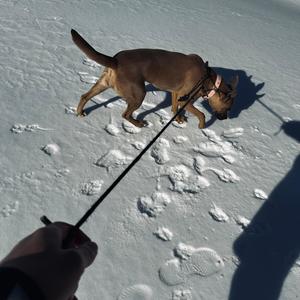 Campaign '26 (feat. Aski1k) (Explicit)