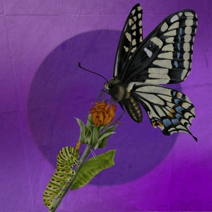 Bonitas(feat. Coyo Licatzin & Bonitas)