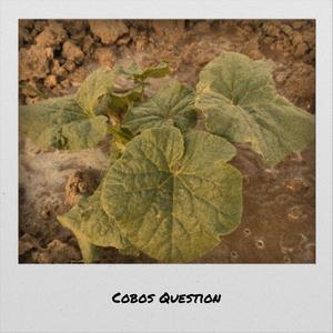 Cobos Question