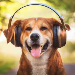 Puppy Harmonics: Tunes for Playful Moods