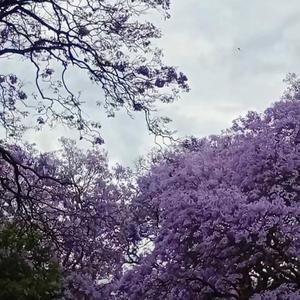 Still I Rise (feat. King Jei & Kryst Thee Szaviour) (Explicit)