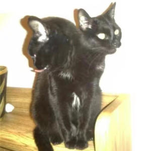 Dirty Diana (feat. KY$ BR@ZY!! & brav06) (Explicit)