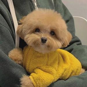 JWF - 花花公子（翻自 马思唯）