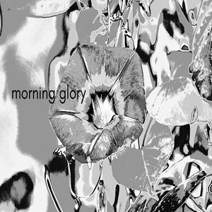 Morning Glory