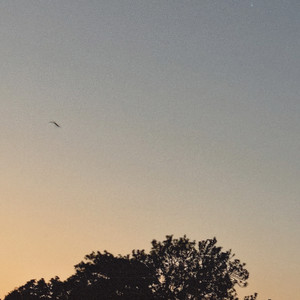 soar