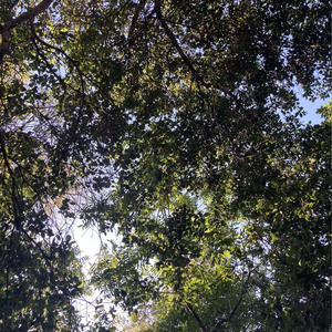 HeartCry (feat. Dreams on Earth)