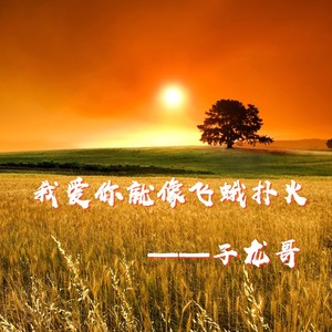 我爱你就像飞蛾扑火