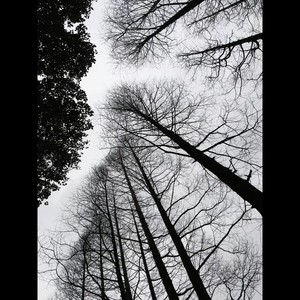 姚晨作品：生息