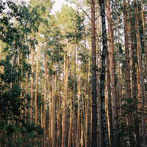 Lost Grove