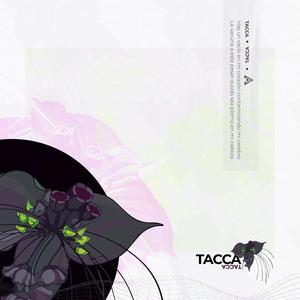 Tacca