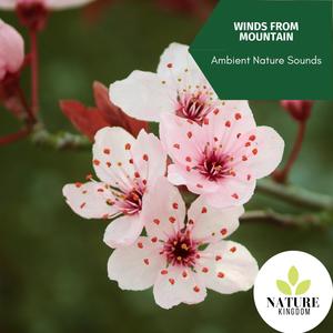 Winds From Mountain - Ambient Nature Sounds