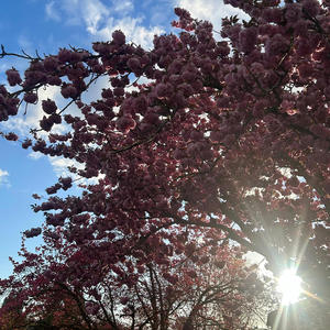 Timeless Hymns: Volume 4