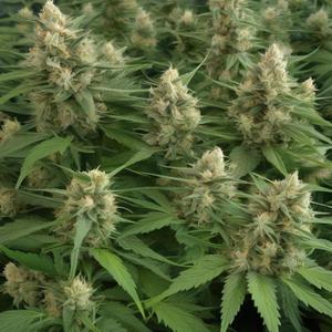 Definition Of A Pothead (feat. 1 ton of potluck & DJ McGraw|Explicit)